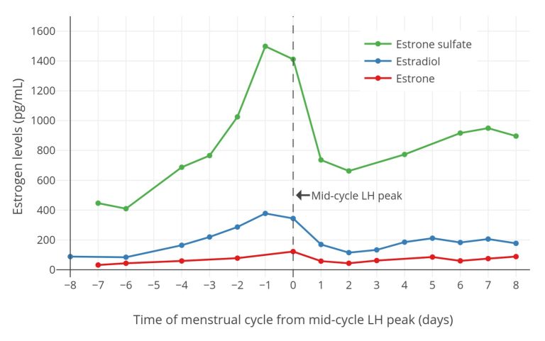 The 4 Menstrual Cycle Phases, Explained Simply